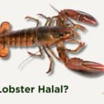 Is Lobster Halal or Haram