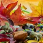 Duas for gratitude and thankfulness
