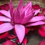 Duas for healing from illness